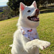 Christmas Pups Dog Bandana - Thumbnail 14