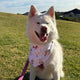 Christmas Pups Dog Bandana - Thumbnail 3