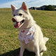 Christmas Pups Dog Bandana - Thumbnail 9