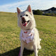 Christmas Pups Dog Bandana - Thumbnail 1